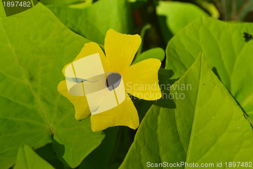 Image of A lonely yellow flower.
