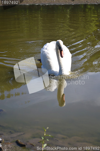 Image of White swan on lake.