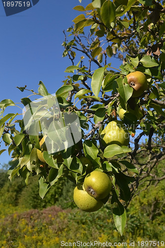 Image of Ripe pears on tree.