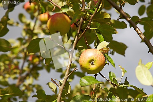 Image of Apples