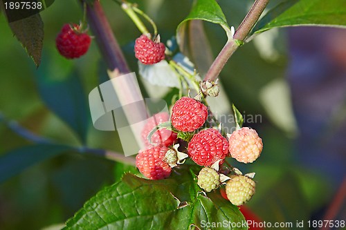 Image of Raspberries