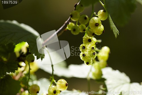 Image of Currants