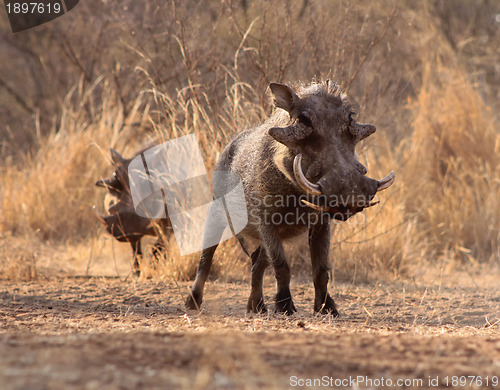 Image of Alert Warthogs Walking Through Bushveld Grass