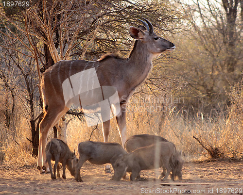Image of Young Kudu Bull with Warthogs
