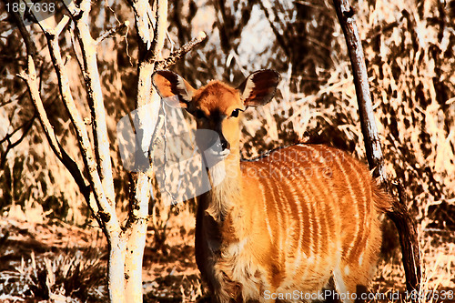 Image of Artistic Impression Young Njala in Winter Bush