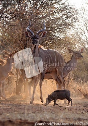 Image of Proud Kudu Bull Guarding Herd