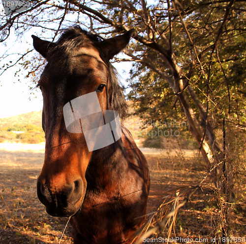 Image of Brown Mare Against Fence