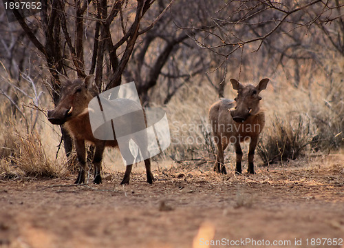 Image of Alert Warthogs Under Bushveld Trees