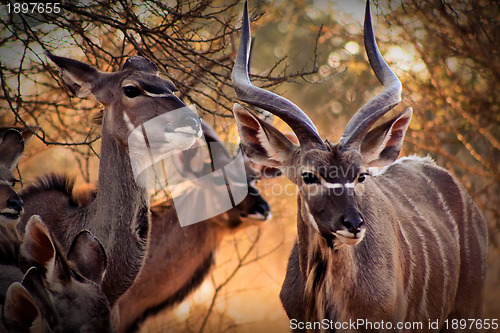 Image of Kudu Family