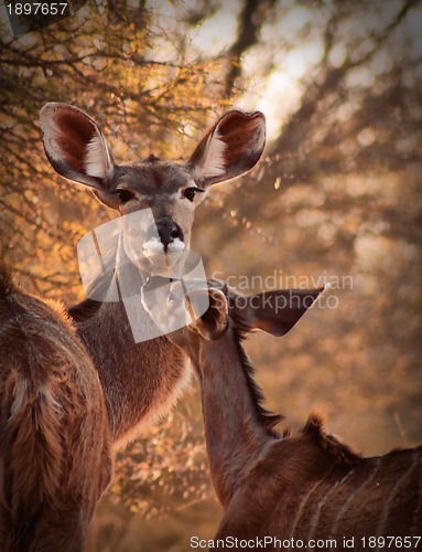 Image of Rare Tender Moment Kudu Ewe and Calf