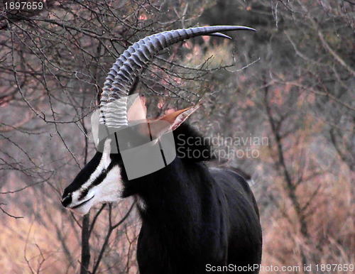 Image of Sable Bull Portrait Side View