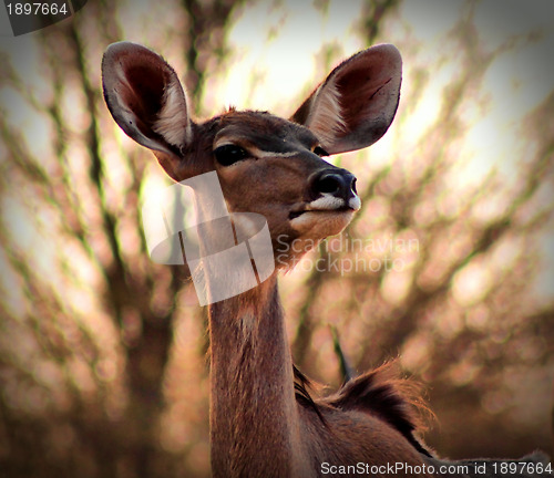 Image of Portrait of Alert Kudu Ewe