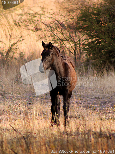 Image of Young Foal Listening Tentatively