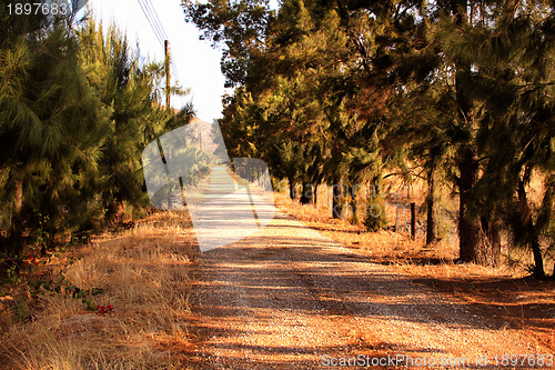 Image of Pine Tree Lane Gravel Road 