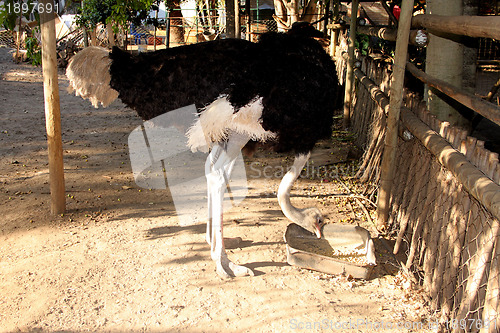 Image of Ostrich Eating with Bent Neck