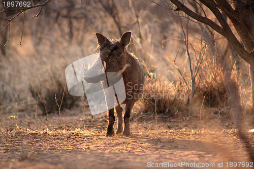 Image of Large Alert Warthogs Male Under Tree