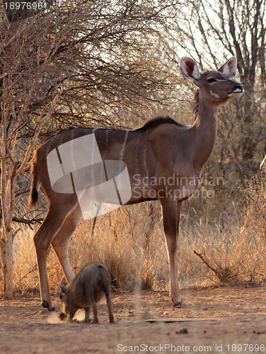 Image of Proud Kudu Ewe Pose