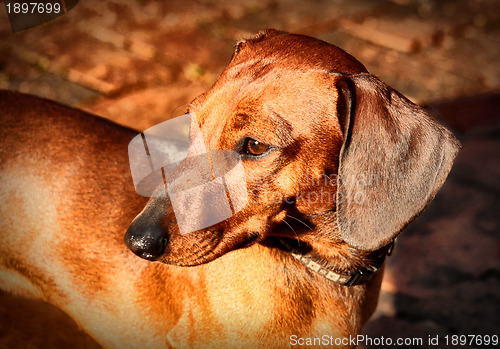 Image of Miniature Dachshund Soft Focused Look