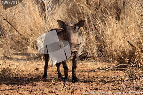 Image of Alert Warthog Male in Clearing