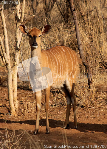 Image of Young Alert Female Njala