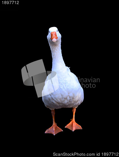 Image of Isolated White Geese