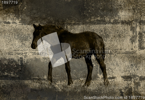 Image of Stone Cold Horse