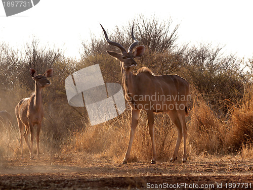 Image of Alert Kudu Bull and Ewe