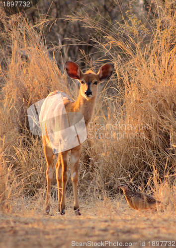 Image of Young Female Njala in Winter Sunset Sun