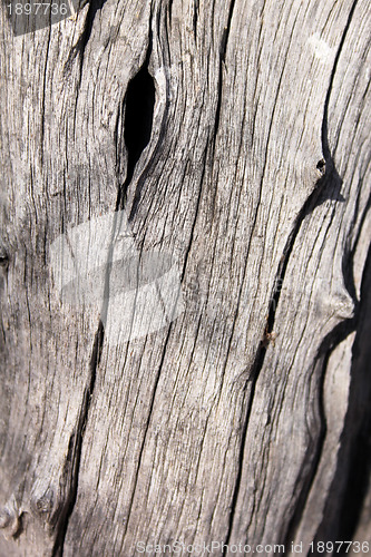 Image of Tree Trunk Background