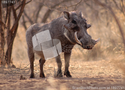 Image of Large Alert Warthog Male 