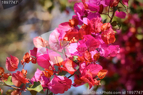 Image of Beautiful Bouganvilla Flowers 