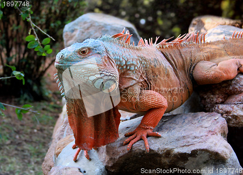 Image of Giant Iguana Head