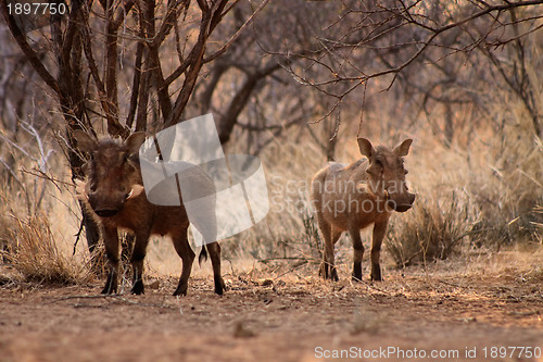 Image of Alert Warthogs Lookout Under Bushveld Trees