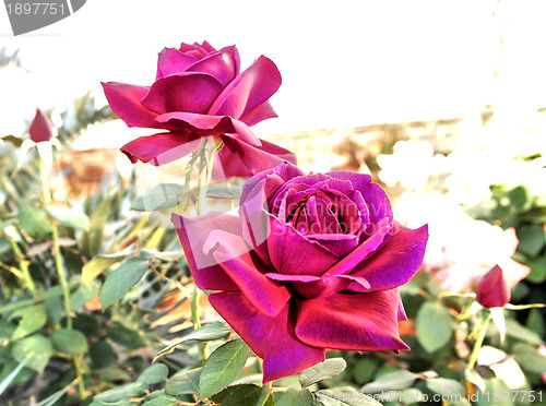 Image of Abstract Bright Purple Colored Roses