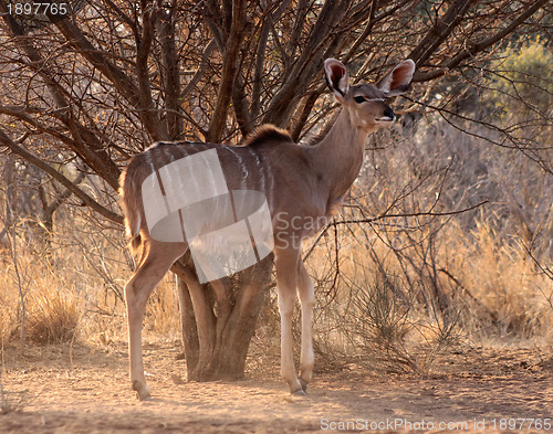 Image of Alert Kudu Ewe Under Bushveld Tree