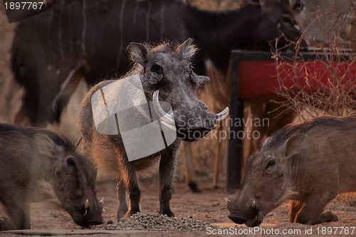 Image of Alert Warthogs Eating Pellets with Guard