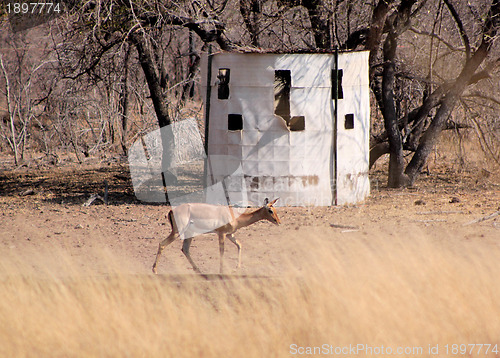 Image of Bow Hunters Hideout with Impala