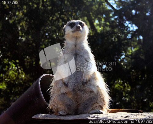 Image of Little Fat Meerkat Sitting 