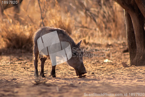 Image of Warthog Piglet