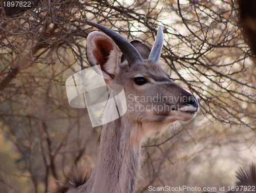 Image of Young Kudu Bull with Small Horns