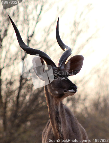 Image of Kudu Bull Portrait