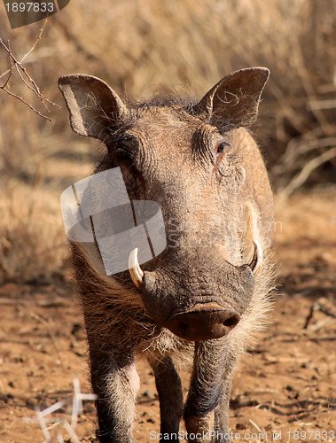 Image of Warthog Male Close-up