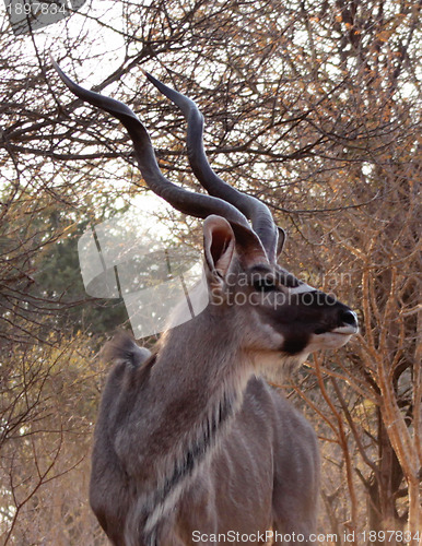 Image of Kudu Looking Sideways