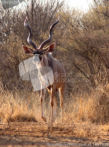 Image of Slender Trophy Kudu Bull