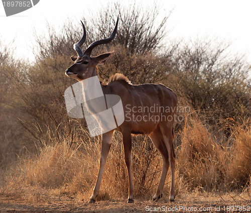 Image of Proud Kudu Bull Pose