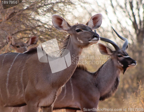 Image of Kudu Ewe with Bull in Background