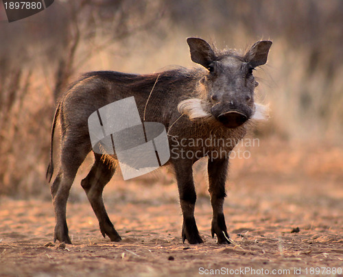 Image of Alert Warthog Sow