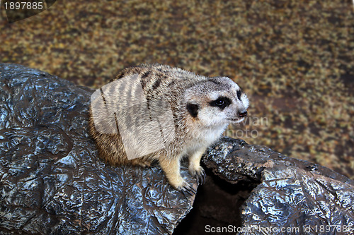 Image of Little Meerkat Sitting on Imitation Stump 