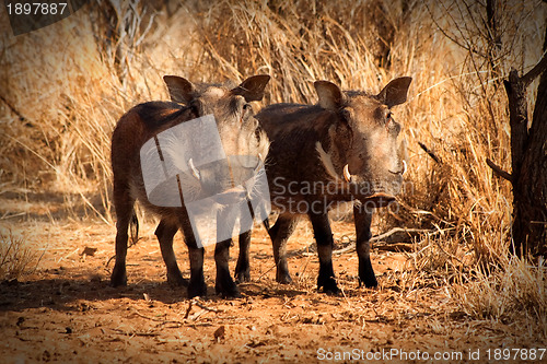 Image of Alert Warthog Twins Standing Under Bushveld Trees
