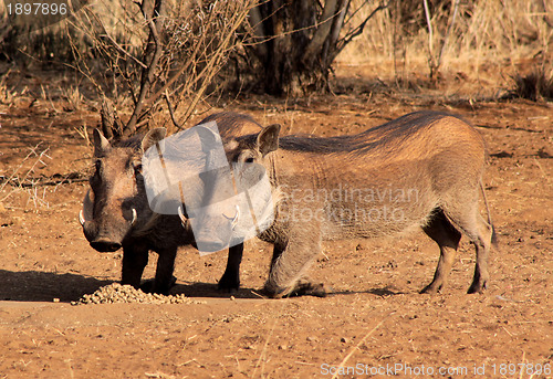 Image of Alert Warthogs Eating Pellets